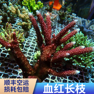 血红长枝 SPS 珊瑚 断枝 断肢 断支 精品 人工繁殖 活体珊瑚
