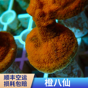 橙八仙 SPS 珊瑚 断枝 断肢 断支 精品 人工繁殖 活体珊瑚