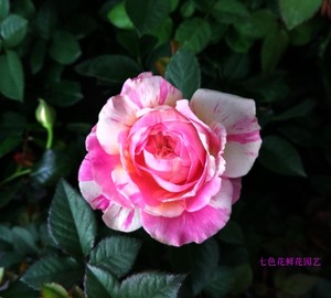 老桩欧月玫瑰花带花莫奈玫瑰盆栽月季花芬芳宝石带花苞发货