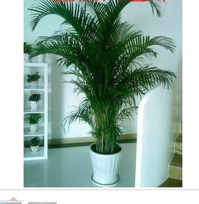 上海植物盆栽速递 花卉 1.6米散尾葵盆栽 办公室客厅植物盆景