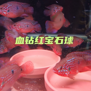 血钻红宝石球包邮钻石三湖慈鲷食土鲷鱼观赏鱼淡水热带热带鱼包活