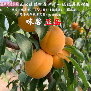 早熟李树果苗甜杏李树苗嫁接味馨李子苗离核地栽南方北方庭院种植