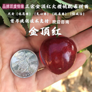 嫁接晚熟金顶红大樱桃苗耐冻辽宁大连甜樱桃树苗抗寒盆栽地栽果树