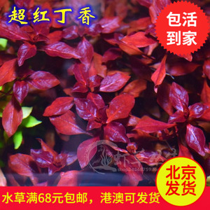 超红丁香水草 紫红丁香 水草造景 红色水草 中景草 真水草 水中叶 阿里巴巴找货神器