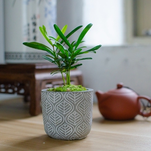 迷你掌上盆栽绿植办公室桌面茶台摆件小盆景植物室内好养净化空气 阿里巴巴找货神器