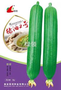 南京绿领种业 绿油2号 油亮丝瓜种籽 高产抗病绿油二号短丝瓜种子