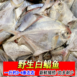 深海白鲳鱼小鲳鱼鲜活银鲳鱼一斤3-4条新鲜平鱼扁鱼烧烤海鲜水产