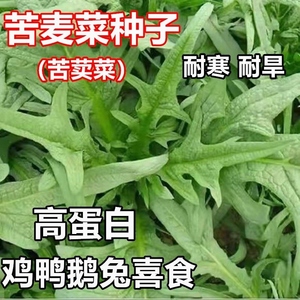 苦麻菜苦荬菜种子多年生牧草籽喂猪牛羊鸡鸭鹅苦麦菜四季牧草种籽