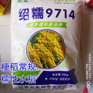 绍糯9714水稻种子优质糯型常规糯性稻谷种籽高产抗病大田春夏播种