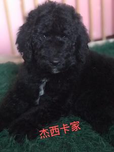 黑白花贵宾犬 黑白花贵宾犬品牌 价格 阿里巴巴 黑白花贵宾犬 黑白花贵宾犬品牌 价格 阿里巴巴
