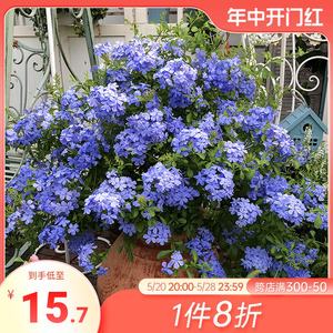 海蒂的花园蓝雪花盆栽花苗夏季耐热阳台花卉垂吊爬藤室外蓝色的花