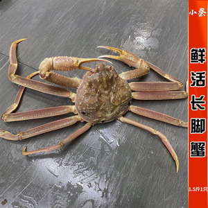 鲜活长脚蟹野生进口海鲜水产帝王蟹珍宝蟹雪蟹板蟹松叶蟹1.5斤1只