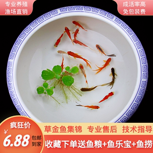 红草金鱼锦鲫锦鲤活鱼闯缸筏钓长尾活食饲料鱼小型淡水冷水观赏鱼