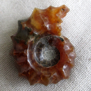 暖石阁珠宝天然羊角玉化海螺生物化石标本刺斑彩玉化菊石螺把玩件