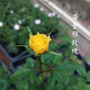 日本黄金雅玫瑰  超微月季 盆栽观花 绿植 四季开花 重瓣金黄色花