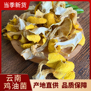 云南鸡油菌干货 黄金菇榆黄菇香菇山珍土特产100g包邮 野生黄丝菌