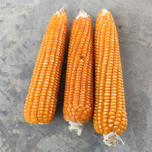 老品种小金黄干玉米棒子传统非转基因农家贵州包谷子粒农村老式