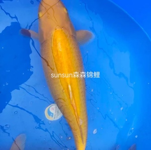 日本进口纯种小西芥子锦鲤带头红眼介子银麟芥子活体巨型鱼苗包邮