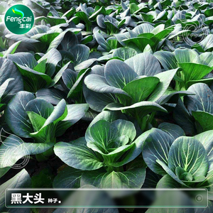 黑大头菜种子莱籽四季青上海青小白菜秋季阳台种植蔬菜种籽孑大全