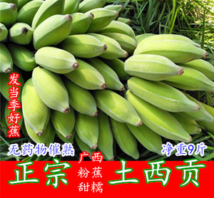 广西粉蕉新鲜水果西贡蕉甜糯米蕉10斤粉蕉香糯芭蕉牛奶蕉大米蕉