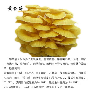 榆黄蘑黄金菇三级种高产量出菇包原种栽培种椴木袋料种植