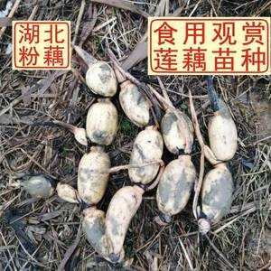 洪湖食用粉藕种藕苗莲藕种根苗荷花盆栽水养缸桶水田池塘高产种植