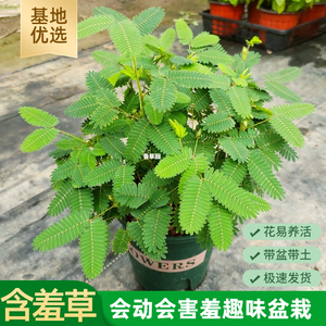 幼儿园植物小盆栽含羞草盆栽室内趣味花卉四季害羞草阳台植物学校