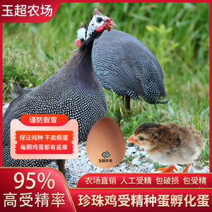 纯种珍珠鸡种蛋受精蛋可孵化小鸡受精卵公鸡蛋苗观赏鸡土鸡野鸡