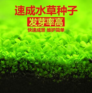 疯狂水草种子造景鱼缸植物活净水装饰牛毛草种孑净化水质种籽套餐