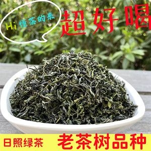 日照绿茶2024年新茶老茶树品种茶叶清香豌豆香野茶树散装500g袋装