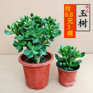 玉树盆栽老桩盆景大型多肉植物室内客厅阳台办公桌红边大叶吸甲醛 阿里巴巴找货神器