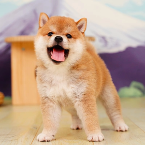 纯种柴犬幼犬豆柴日本柴犬活体黑色柴犬赤色赛级柴犬家养宠物狗狗