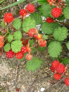 野生树莓种子野草莓种籽庭院阳台盆栽野生覆盆子种子盆栽红树莓种