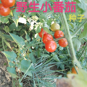 贵州野生小番茄种子黑珍珠西红柿酸汤毛辣果瀑布小柿子圣女果种子