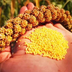 粘小米种子谷子种子抗鸟害黄米粟米小香米高产大田农家原包装种籽