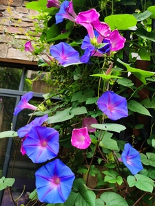 美国巨型宿根蓝紫变色大花牵牛花苗爬藤阳台拱门多年生耐热寒花卉
