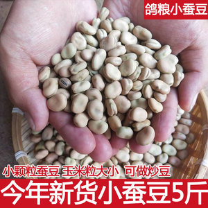 云南新鲜干蚕豆农家新货散装五斤生的白皮胡豆罗汉豆小颗粒做炒豆