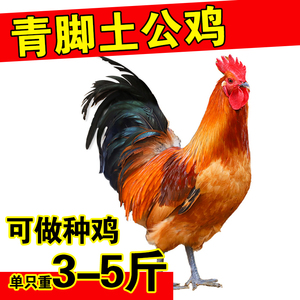 2只3-5斤大红公鸡活鸡土鸡农家散养笨公鸡活体青脚大公鸡种鸡包活