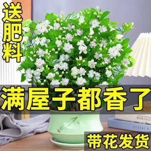 茉莉花苗盆栽带花苞九里香水培栀子花卉大全绿植物室内好养活四季