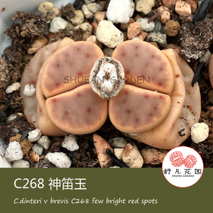 C268 多点神笛 惜春玉 种子 岛田  生石花 番杏 多肉 特价