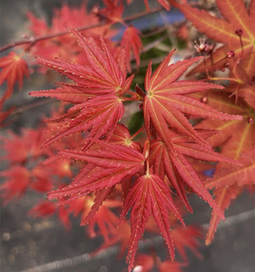 日本红枫 青玄枫树盆景系列一物一拍素材名贵红枫