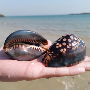 天然稀有海螺贝壳龟甲宝螺标本螺 手把件 鱼缸造景地中海家居收藏