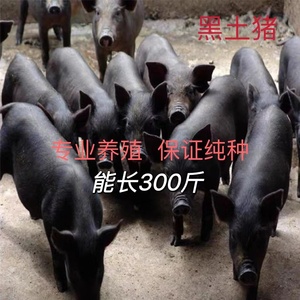 正宗土黑猪土猪活体猪肉猪食用猪跑山猪土猪很香北京黑莱芜黑