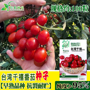 永红台湾千禧番茄种子早熟品种抗裂耐贮甜美多汁结果多容易栽培