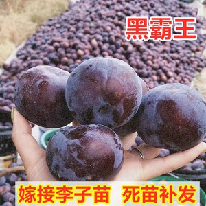 黑霸王李子树苗嫁接特大晚熟离核李子树南方北方种植荷兰巨型黑李