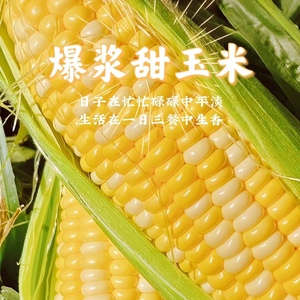 云南水果甜玉米种植非转基因金银新鲜玉米可榨汁即食非种籽粒