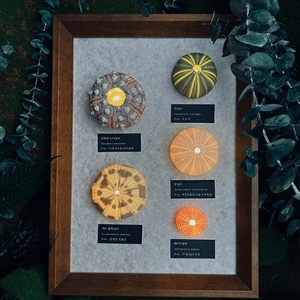 DIY海胆灯有胆亮氛围灯超级创意礼品桌面节日生日礼物植物可订制