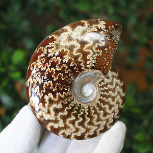 马达加斯加天然玉化螺古生物海螺化石菊石彩螺矿石标本