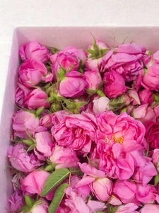 可以吃的玫瑰鲜花！新鲜正宗大马士革玫瑰鲜花玫瑰提取纯露精油用