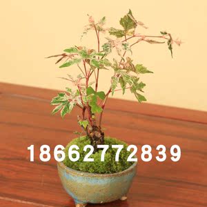 日本盆景进口素材 日本盆景进口素材品牌 价格 阿里巴巴
